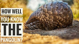 Pangolin  Description Characteristics and Facts [upl. by Aidualc670]