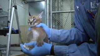 Caracal kittens at five weeks Growing fast [upl. by Doralyn377]