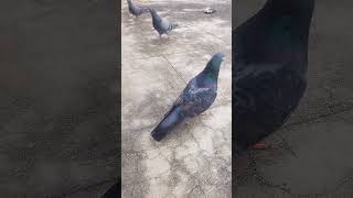 birds poomarikunerndhakodumai tamilmusic pigeon poomer tamilsong funny poomaram tamilmus [upl. by Tamarah]