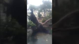 RAW VIDEO Hurricane Irma damage at Rivera apartments in Jacksonville [upl. by Apeed793]