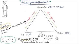 Stoffwechsel Teil 2 Kohlenhydratstoffwechsel einfach erklärt [upl. by Kcub]