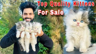 Persian Cats For sale  persian cat baby  persian cat price in india  persian cat  cats for sale [upl. by Yruoc]