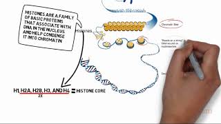 HISTONES [upl. by Yoong]