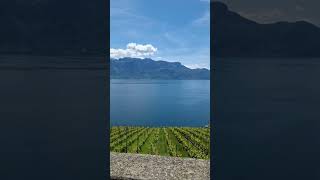 Lavaux vineyards train tour [upl. by Ailhat]