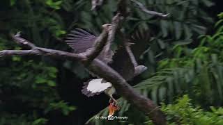 Grey headed fish eagle at Ulu Pandan [upl. by Yong520]