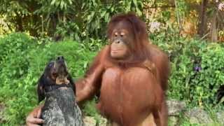 Unlikely Animal Friends Friends Furever Commercial  Google Android [upl. by Oigres]