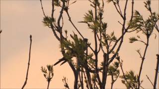 Common Cuckoo  Koekoek Cuculus Canorus Part 2 quot Avondrood quot [upl. by Aerdnaed]