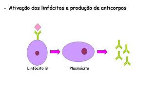 Ativação de linfócitos B [upl. by Ennahgem567]