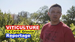 VITICULTURE  La Croix Grosse [upl. by Idnahs]