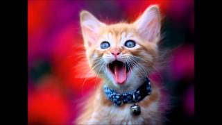 Cat Meowing  Sound Effect [upl. by Ranger]