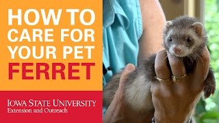 How to Care for Your Pet Ferret [upl. by Agon460]