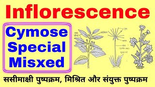 inflorescence and its types  inflorescence in hindi  biology ke questions  biology science sk [upl. by Aliber]