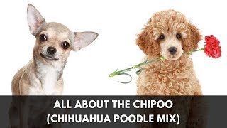 Your Complete Guide to the Chihuahua Poodle Mix Chipoo [upl. by Alaek]