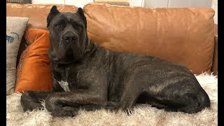 My CANE CORSO Dog Nearly DIED [upl. by Narag]