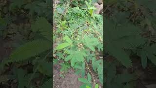 Nastic movement of Mimosa pudica family mimoceae [upl. by Eissim]