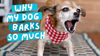 Why dogs bark too much and what mistakes to avoid [upl. by Layney]