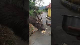 வளர்ப்பு பிராணியாக மாறிய மான் I valparai Domesticated Deer I wild animal [upl. by Marilla]