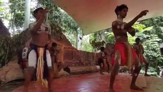 The Cassowary Dance Bundara Rainforestation Nature Park Kuranda Australia 5 November 2016 [upl. by Nodla]