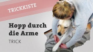 Hopp durch die Arme springen Hund Trick Hundetrick Hunde Beibringen Hundetraining video [upl. by Ettesyl]