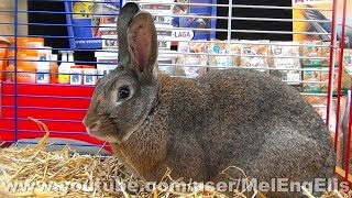 Lapin Normand  GPE   Rabbit  Normänner  Exposition Avicole dÉvreux [upl. by Lemart]