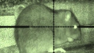 Budget night vision ratting [upl. by Rosamond825]