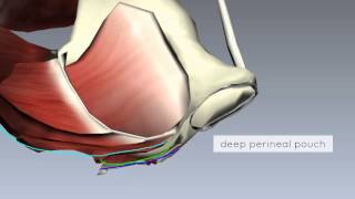 Pelvic Floor Part 2  Perineal Membrane and Deep Perineal Pouch  3D Anatomy Tutorial [upl. by Ryun928]