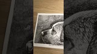 Dog drawing with Brustro fineliner pen shorts viralsongs [upl. by Helyn94]