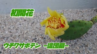 【ウチワサボテン 這団扇】 初開花！ 我が家に来て約2年やっと黄色の花が咲きました。 [upl. by Pricilla]