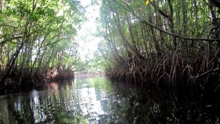 Cherating Mangrove River Tour Kuantan Malaysia [upl. by Geoffrey]