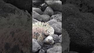 Marine Iguanas Breeding Season [upl. by Netnert]