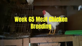 Week 65 Meat Chickens [upl. by Aroz704]