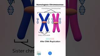 Homologous Chromosomes separate during Meiosis I Yes or No [upl. by Stefa144]