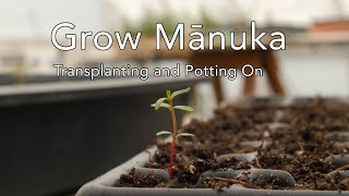 Grow Mānuka Transplanting from the seed tray [upl. by Tadd]