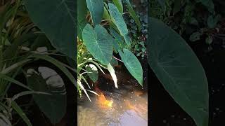 Colocasia Biggest Leaves Water or Soil shorts [upl. by Eelram]