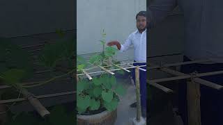 rosebush garden roseflower plants viralvideoシ growroseincinder farming roseplantgrowth [upl. by Sheelah555]