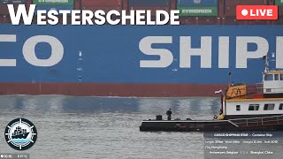 400m Cosco Shipping Star  Live shipspotting on the Westerschelde [upl. by Nimzay248]