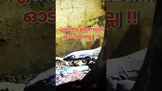 ഉടുമ്പിൻ്റെ പുറകെ വീണ്ടും ഓടി🦎 Rescuing a monitor lizard urbanwildlife reptiles sarpa [upl. by Desmond]