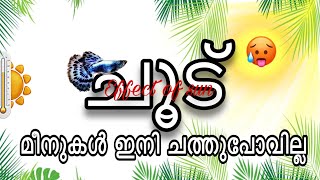 ചൂട് Effect of sun  Fish ടാങ്കിലെ ചൂട് എങ്ങനെ കുറക്കാം [upl. by Spragens139]