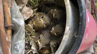 Rotkehlchen Nest Balkon 2021 Frühling [upl. by Elyl]