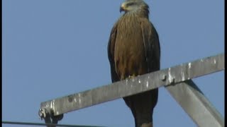 Milan noir  Black Kite  Schwarzmilan  Milvus migrans [upl. by Yanad956]