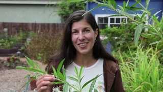 Growing Milkweed for Monarch Butterflies [upl. by Beattie]