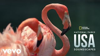 Wading Bird Rookery in Everglades National Park 1 From quotNational Geographic Soundscapes [upl. by Kaliope]