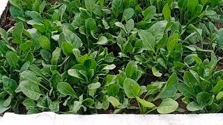 How to grow Spinach at home  कबाड़ से जुगाड़  How to grow spinach in container with update [upl. by Garlan]