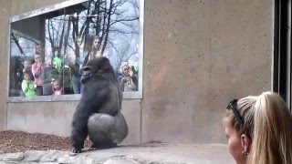 Silverback Gorilla Bashes Into The Glass [upl. by Letnahc]