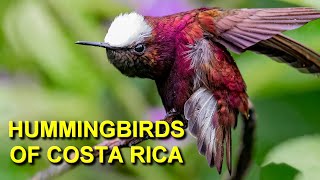 Incredible Hummingbirds of Costa Rica [upl. by Yklam]