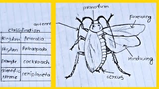 Classification of animals Phylum  Arthropod  Cockroach labelled diagram and classification [upl. by Hooper]