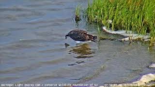 Barnegat Light Osprey Cam Highlight  Harbor fledges and meets Barnegat Bay [upl. by Eima]