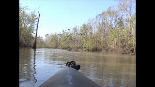 Ivorybilled Woodpecker Drifting through the 2006 Hot Zone [upl. by Tremml]