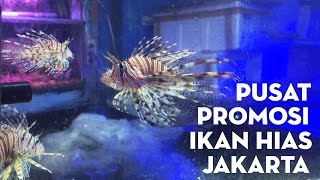 Pusat Promosi Ikan Hias Jakarta [upl. by Gerardo580]