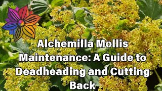 Alchemilla Mollis Maintenance A Guide to Deadheading and Cutting Back [upl. by Enohs]